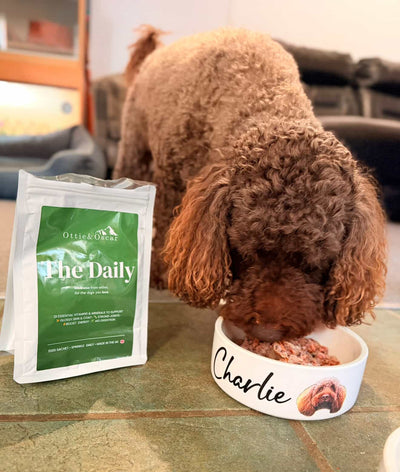 Charlie Bear- Cockapoo