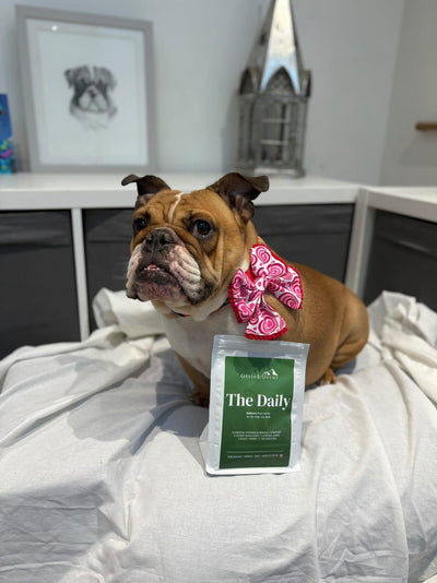 Ivy- English Bulldog