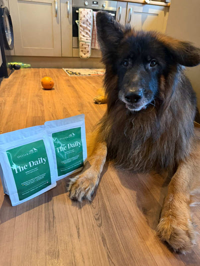 Sully- German Shepherd