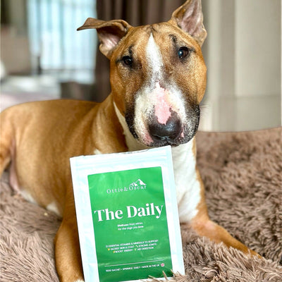 Barkley- Bull Terrier