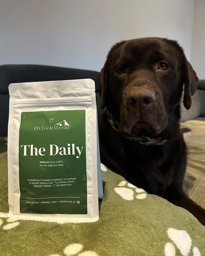 Vinny- Chocolate Labrador